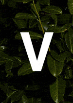 verveine_id